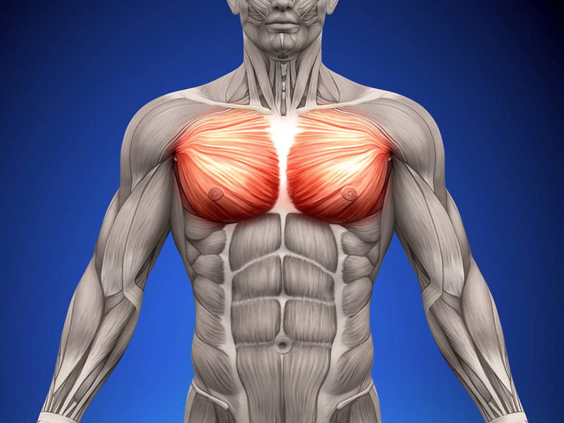 7 Best Upper Chest Workouts & Exercises - Old School Labs